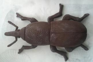 Weevil